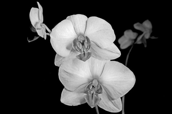 Orchidée blanche sur fond noir