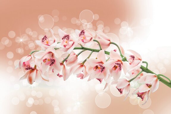 Branche avec des fleurs d'orchidée parmi des bulles