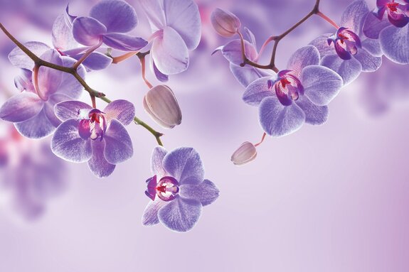 Orchidées violettes suspendues