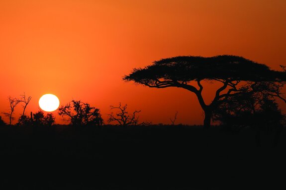 Végétation africaine au coucher du soleil