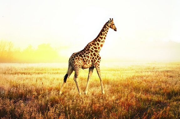 Girafe lors d'un safari ensoleillé