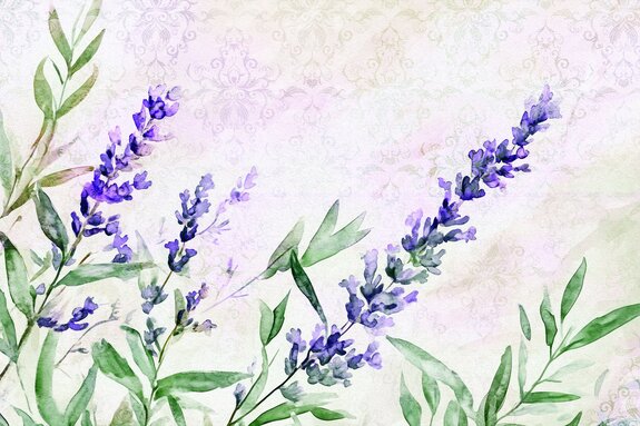 Lavande peinte à l'aquarelle