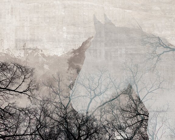 Silhouette d’un cheval parmi les arbres