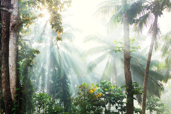 Paysage ensoleillé palmiers dans la jungle tropicale
