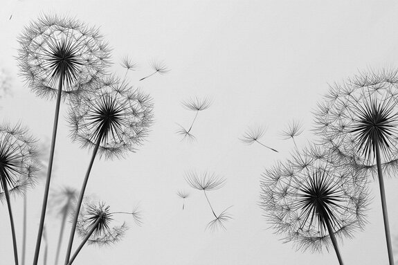 Pissenlits en noir et blanc graphique minimaliste