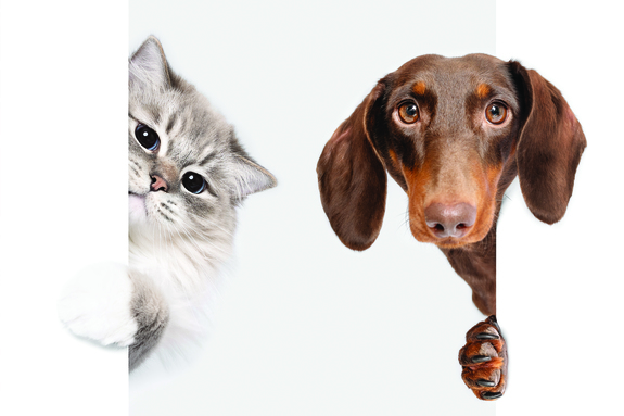 Chat et teckel sur fond blanc