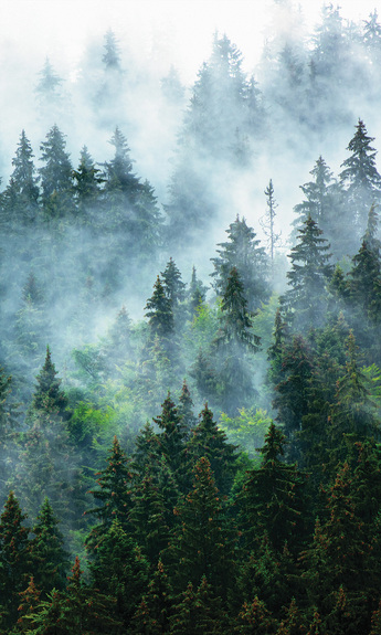Forêt de conifères dense enveloppée de brume