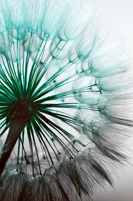 Pissenlit dans une lumière verte fraîche