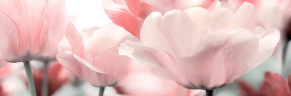 Pink tulips