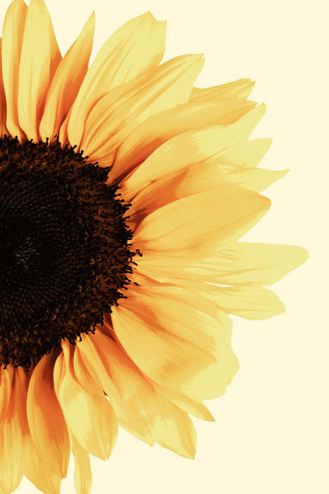 Gros plan d'une fleur de tournesol