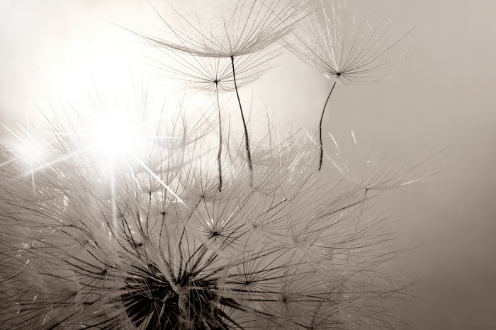 Pissenlit, macro en noir et blanc