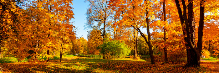 Un automne doré dans un parc ensoleillé