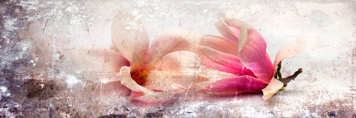 Deux fleurs de magnolia couchées dans des tons de rose