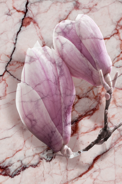 Des magnolias aux nuances de rose sur un fond marbré