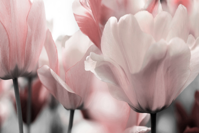 Gros plan sur des tulipes pastel dans des tons de rose