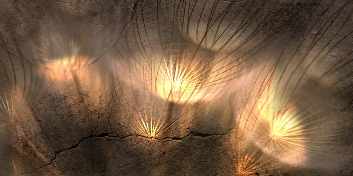 Pissenlits baignés d'une lumière dorée sur fond de rocher