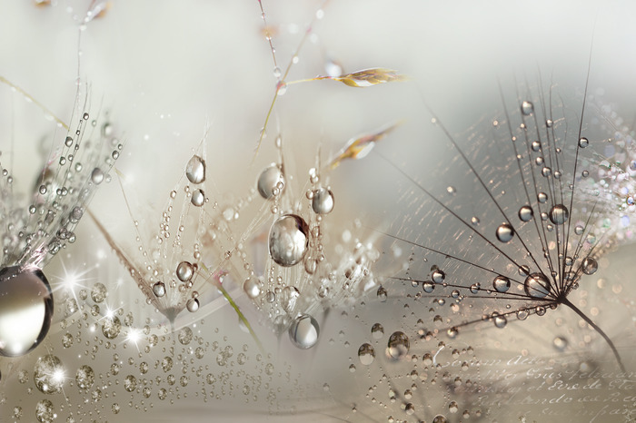 Pissenlits avec des gouttes de rosée dans une photo lumineuse