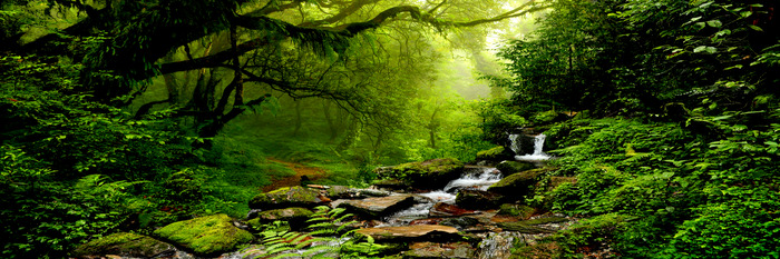 Une cascade et une forêt verdoyante