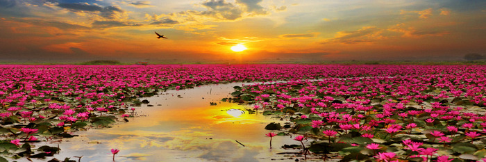 Champ de lotus le matin