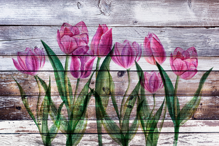 Tulipes sur fond de bois vieilli