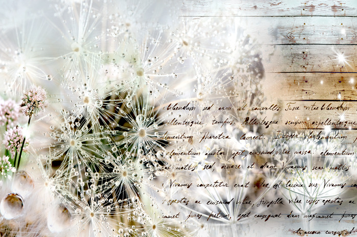 Pissenlits éclatants couverts de rosée et texte sur fond de bois