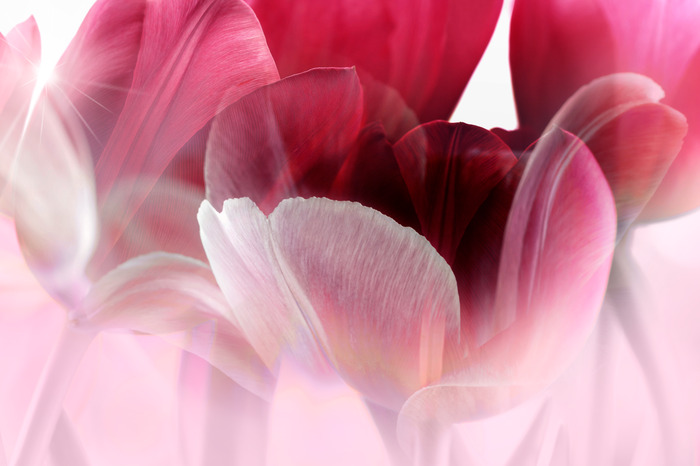 Pétales de tulipe rose dans les rayons du soleil