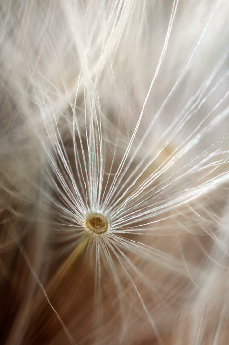 Fibres délicates de pissenlit sur fond flou