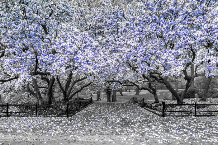 Un parc avec des magnolias aux nuances de bleu