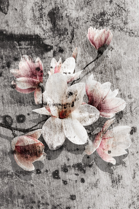 Fleurs de magnolia sur fond de vieux mur