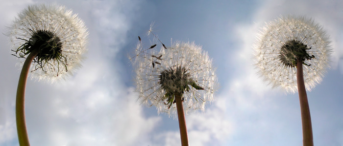 Vue de pissenlits sur fond de ciel bleu