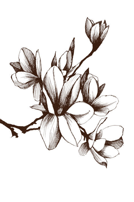 Un dessin d'un magnolia dans un style minimaliste