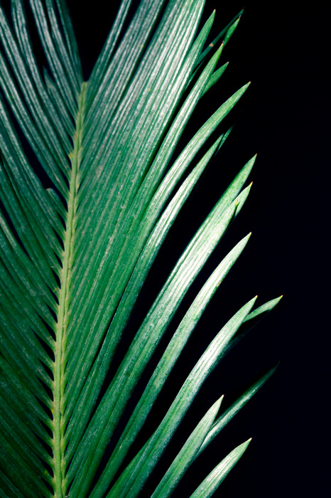 Feuilles de palmier pointues sur fond noir