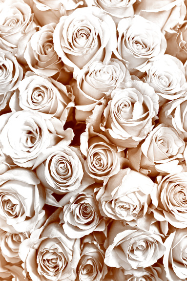 Rose garden (1 part) vertical