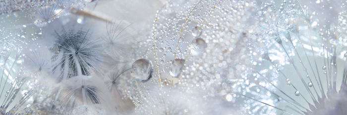 Pissenlits dans une composition lumineuse avec de la rosée