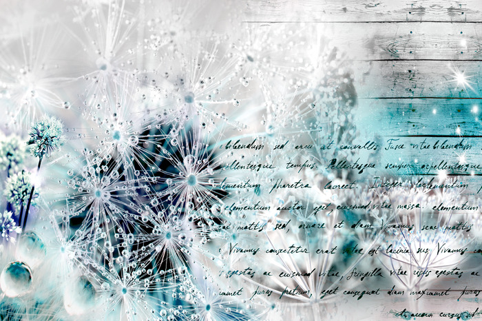 Pissenlits couverts de rosée sur un fond de bois aux tons froids