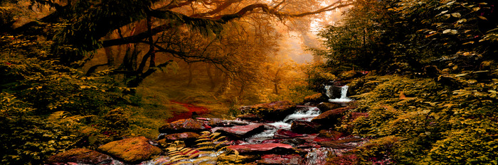 Une petite cascade dans une forêt dense d'automne