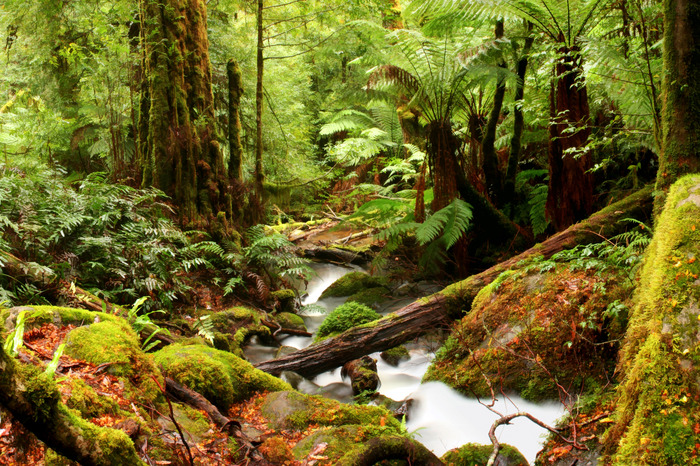 Cascade et ruisseau dans une forêt verdoyante