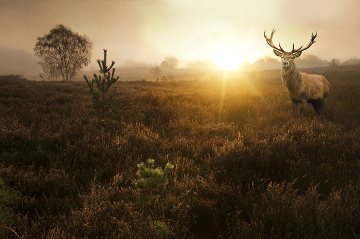 Des cerfs dans la lande, baignés par la douce lumière.