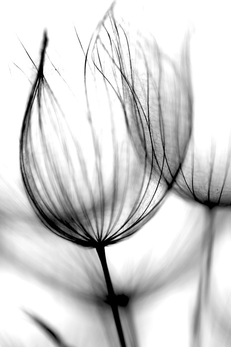 Structures délicates d'un pissenlit en macrophotographie