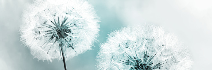 Deux pissenlits dans la lumière froide