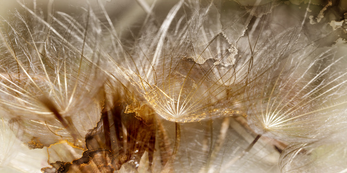 Pissenlits dans une lumière brune et dorée