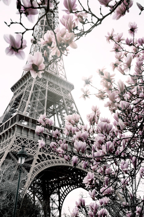 Des magnolias en fleurs se détachent sur le fond de la tour eiffel.