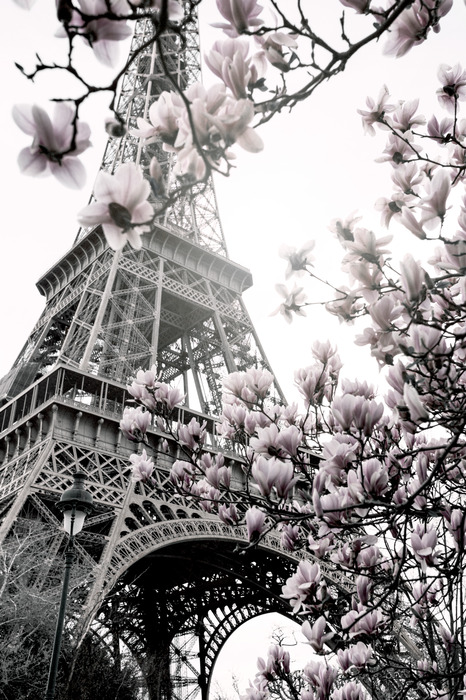 Des branches de magnolia devant la tour eiffel