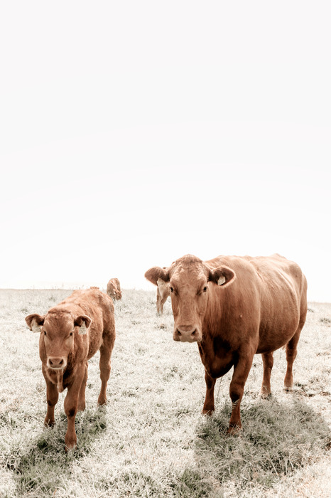 Vaches brunes debout dans un champ herbeux