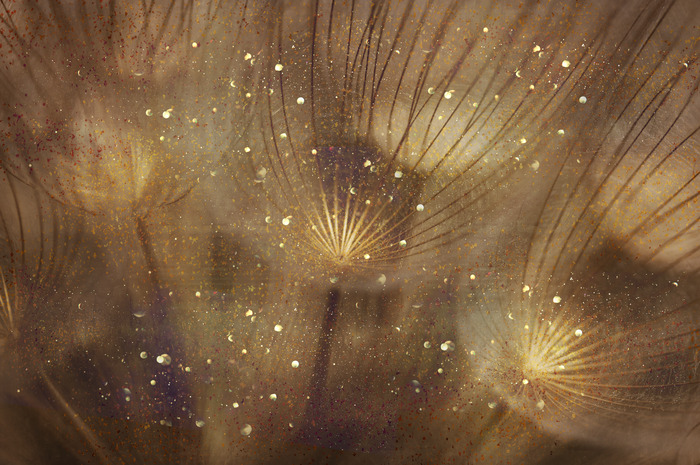 Une composition chaleureuse aux graines de pissenlit en sépia