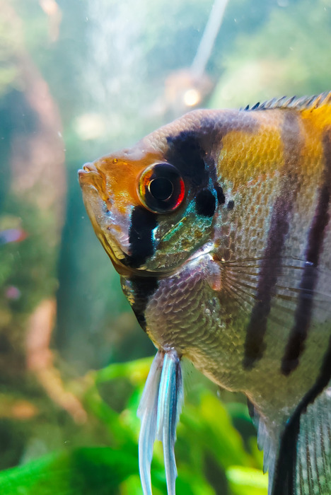 Un poisson rayé avec des plantes marines en arrière-plan