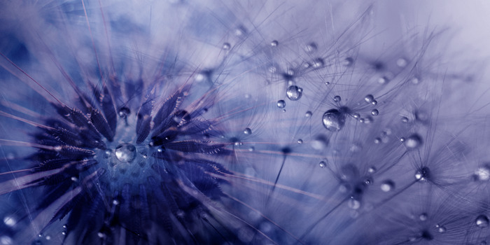 Motif de pissenlit violet et bleu avec rosée