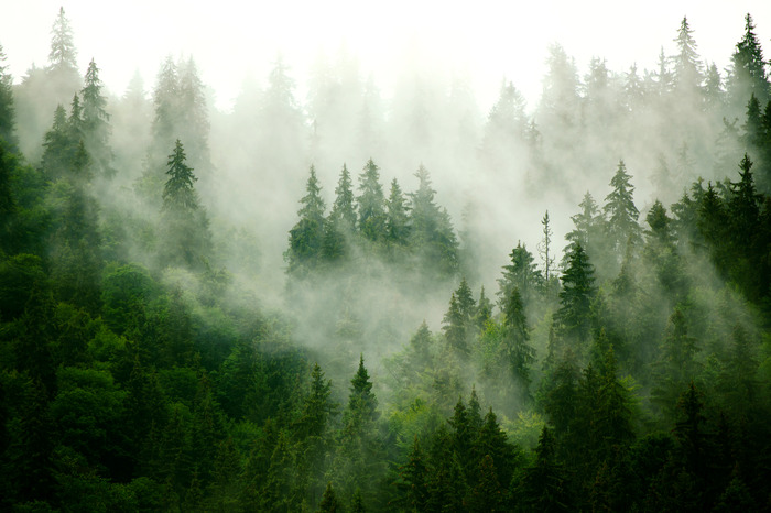 Arbres dans le paysage naturel du brouillard