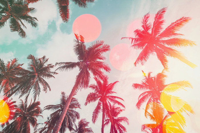 Palmiers tropicaux se détachant sur le ciel