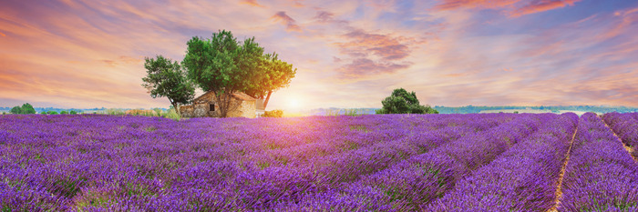 Des rangées de lavande baignées par la lumière du coucher de soleil et un cottage